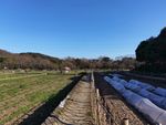 八卦田