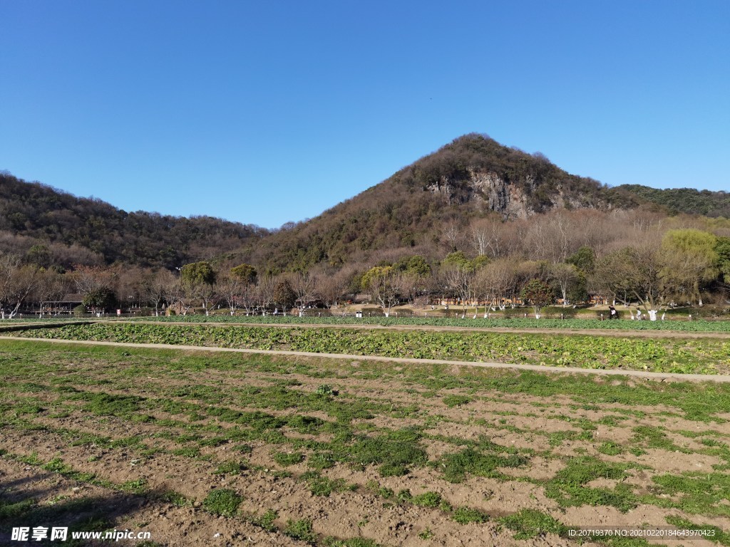 八卦田