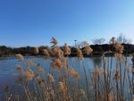 八卦田