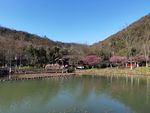 八卦田