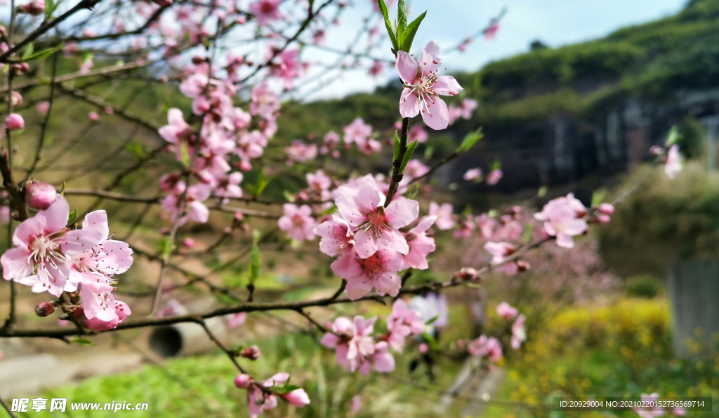 桃花