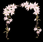 手绘粉色百合花花边素材