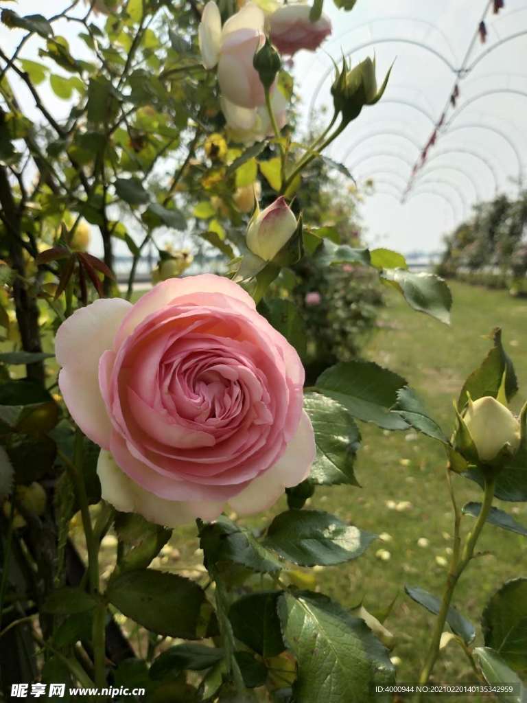 玫瑰花 花架 近景 花长廊