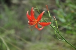 萱草 红色黄花菜