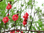 芙蓉花