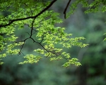 雨后