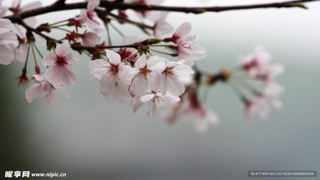 桃花