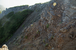 山