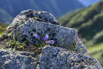 山