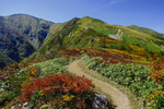 山