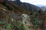 山