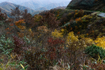山