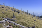 山
