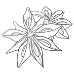 八角