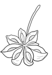 八角
