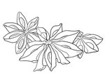 八角