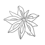 八角