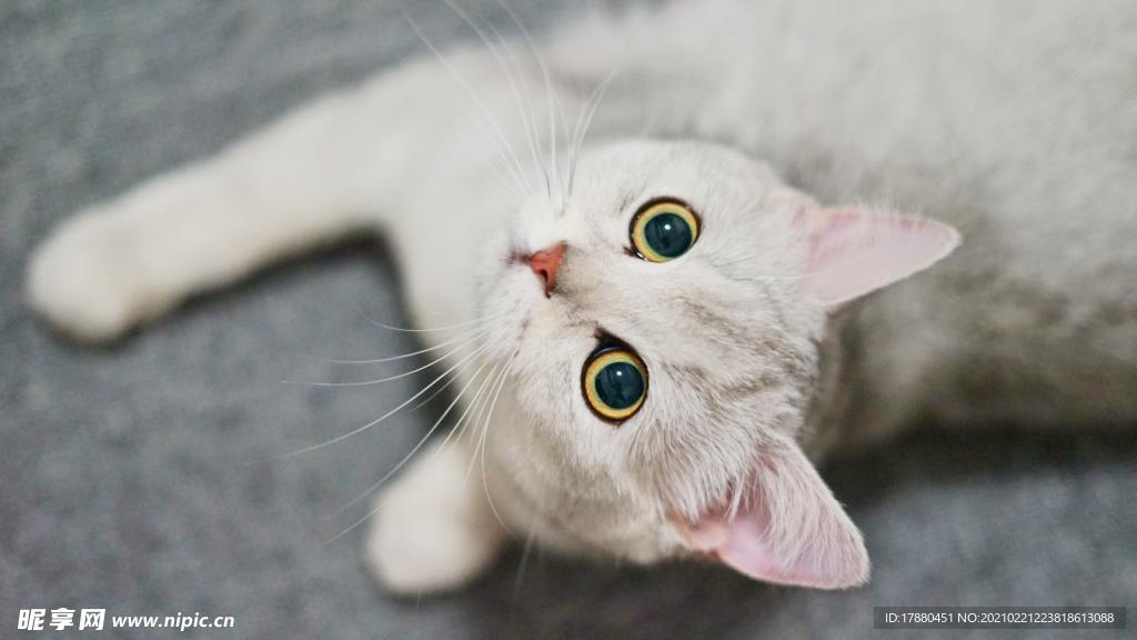 猫