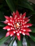 水塔花