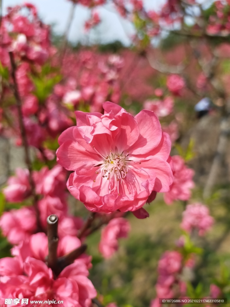 桃花