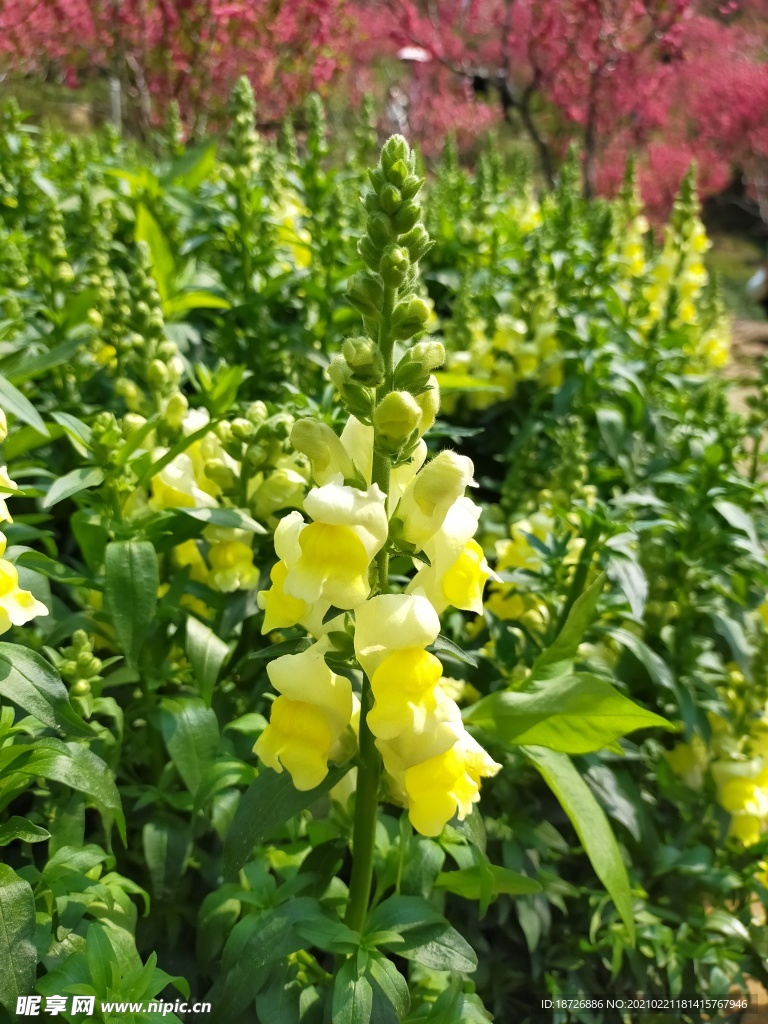 金鱼草