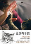 流浪猫图片 爱心文明海报