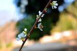 蜜蜂停留李子花采蜜 拍摄图片