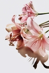 百合花