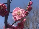 梅花
