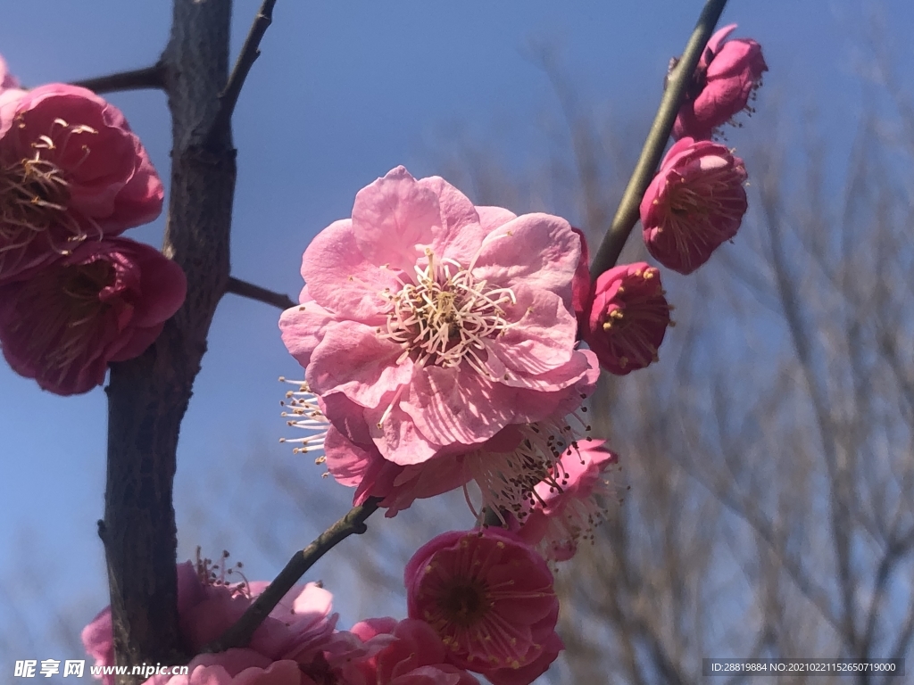 梅花