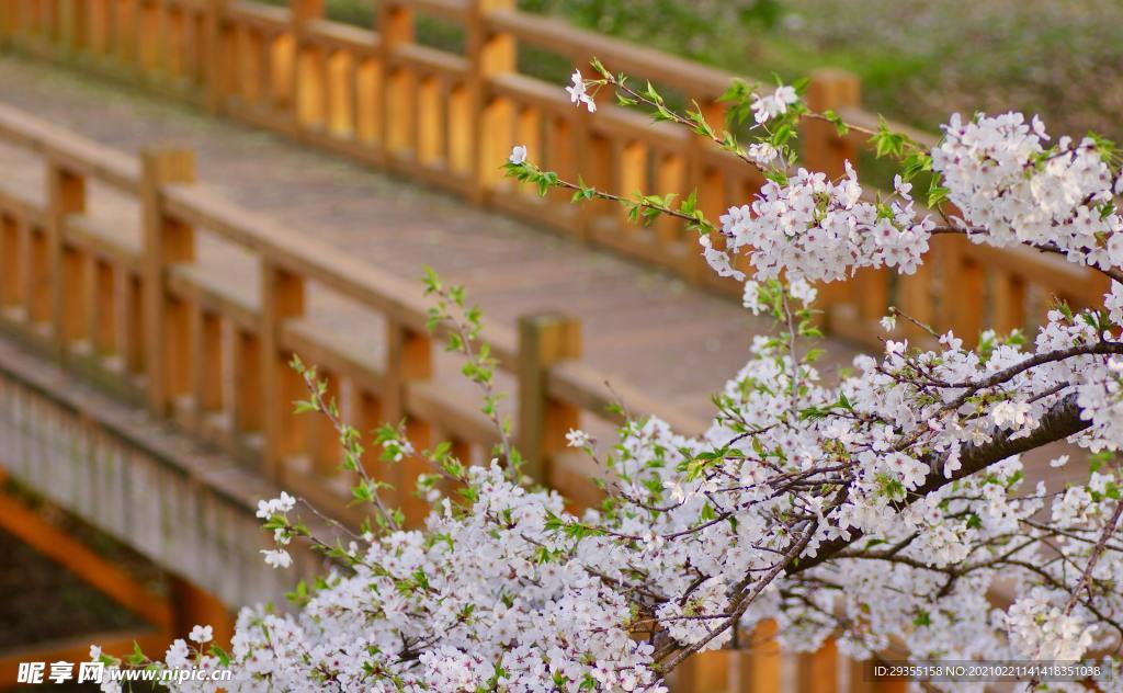樱花