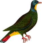 鸟