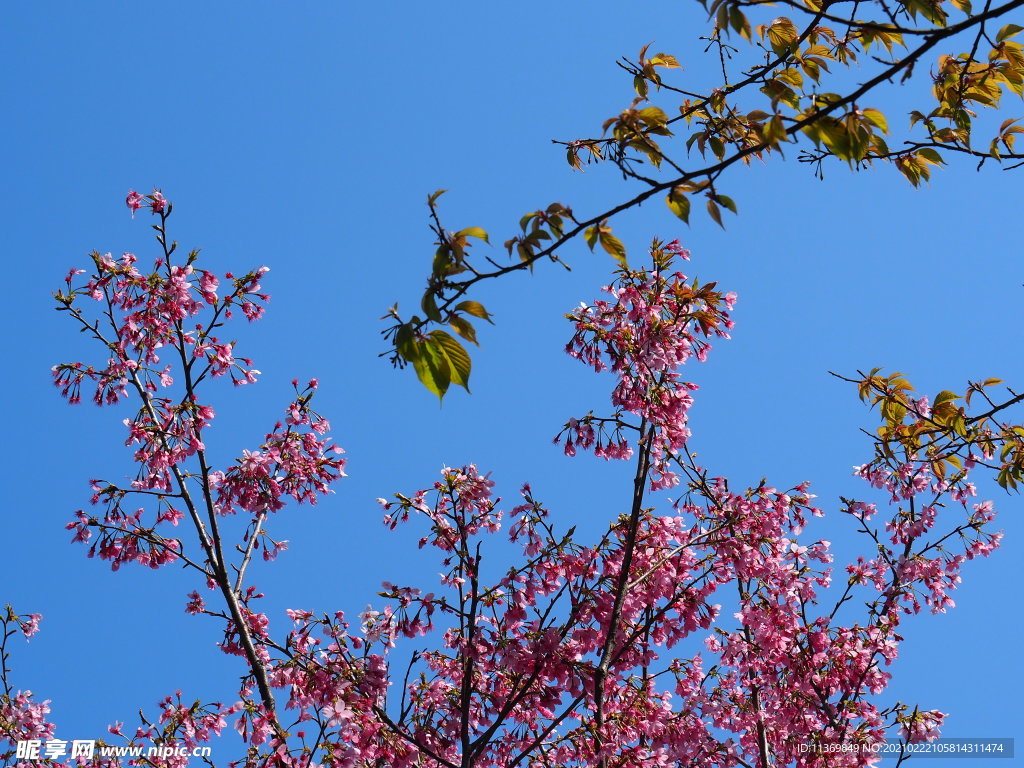 樱花