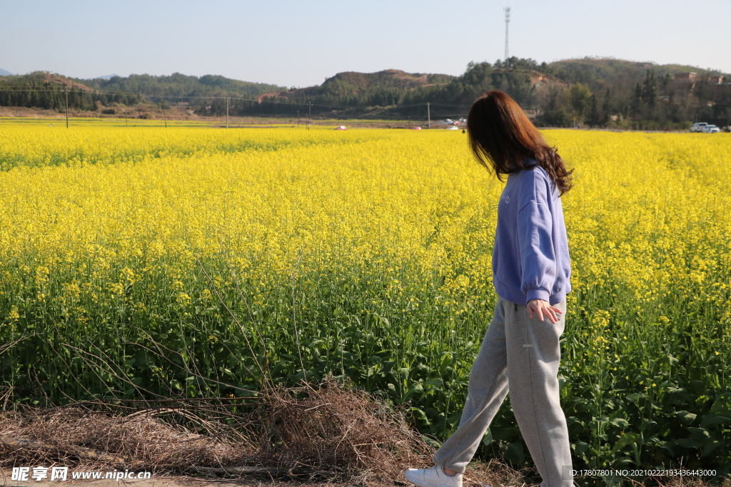 油菜花与美女