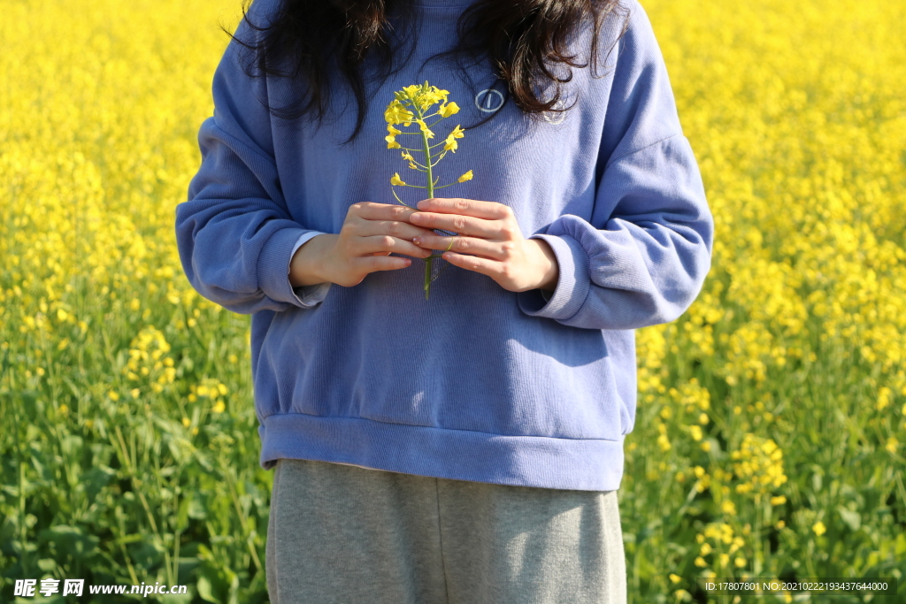 春天里的油菜花与美女