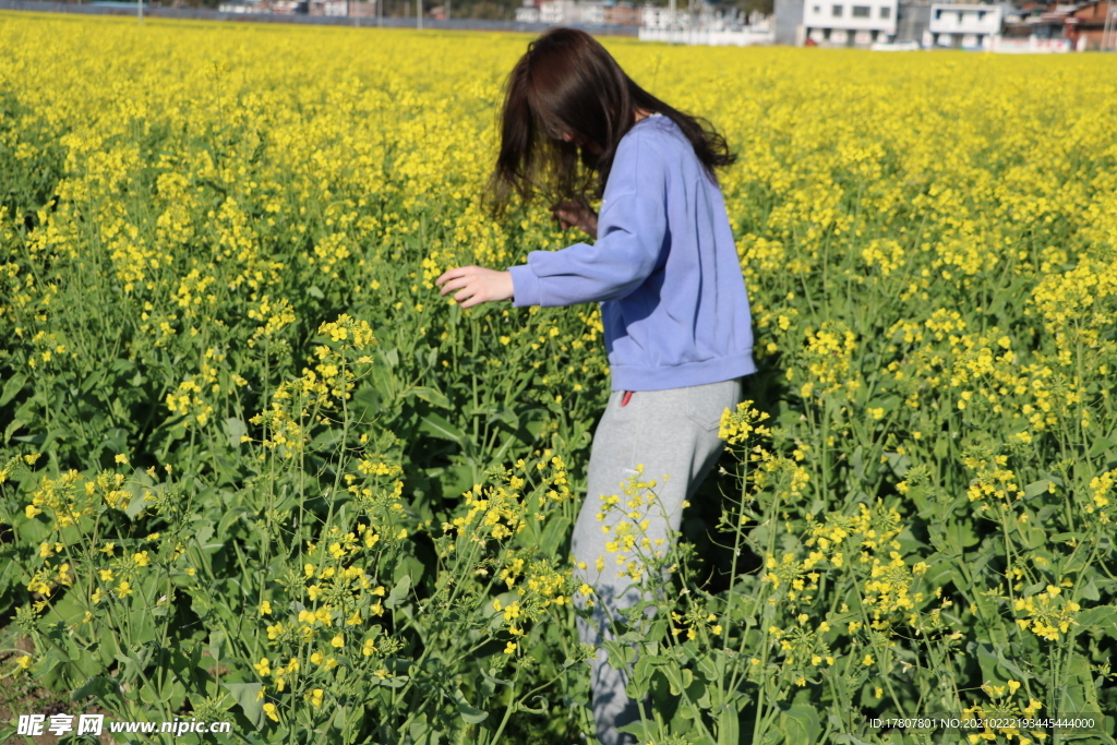 春天的油菜花