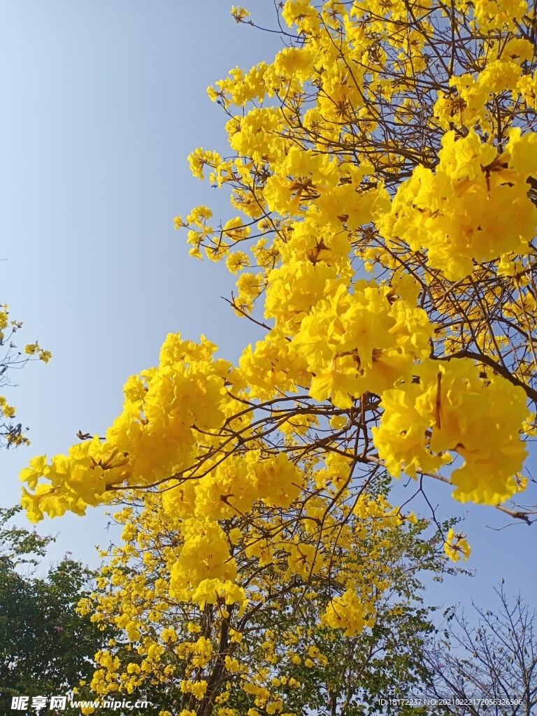黄花风铃木