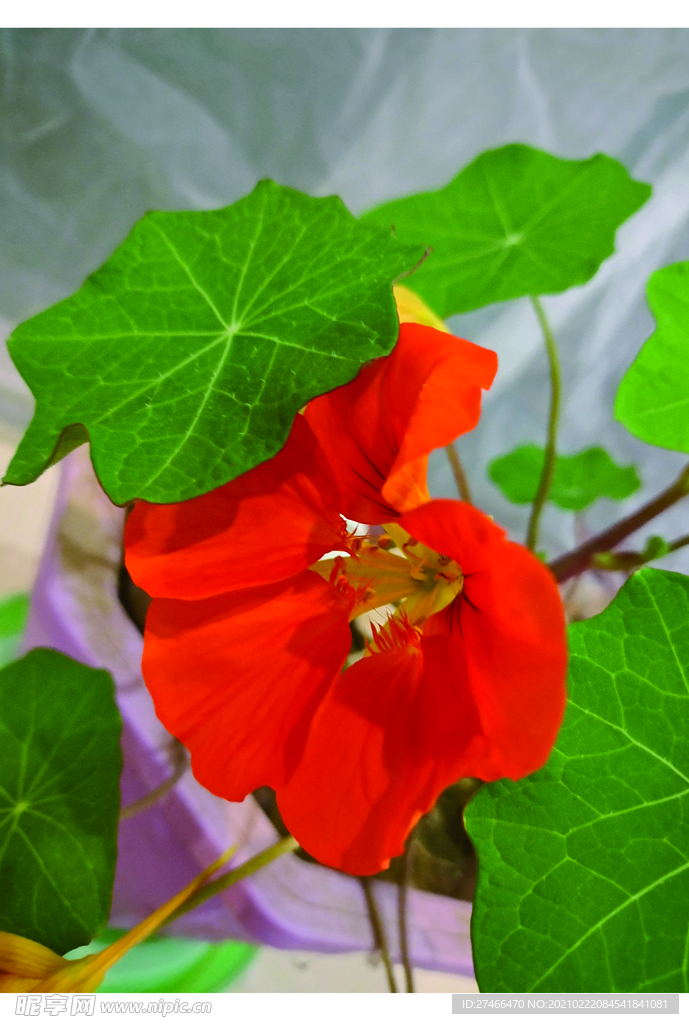 花