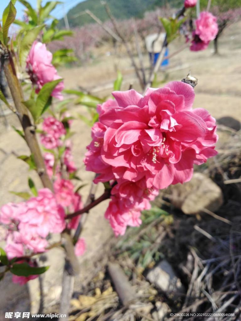 桃花