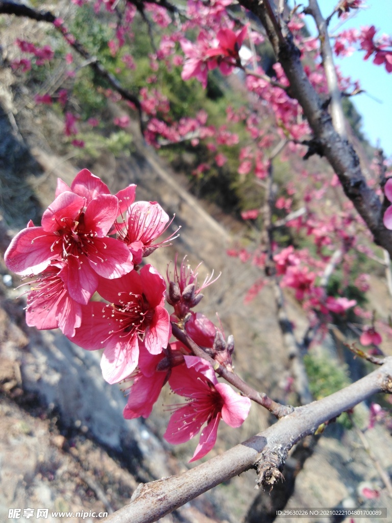 桃花