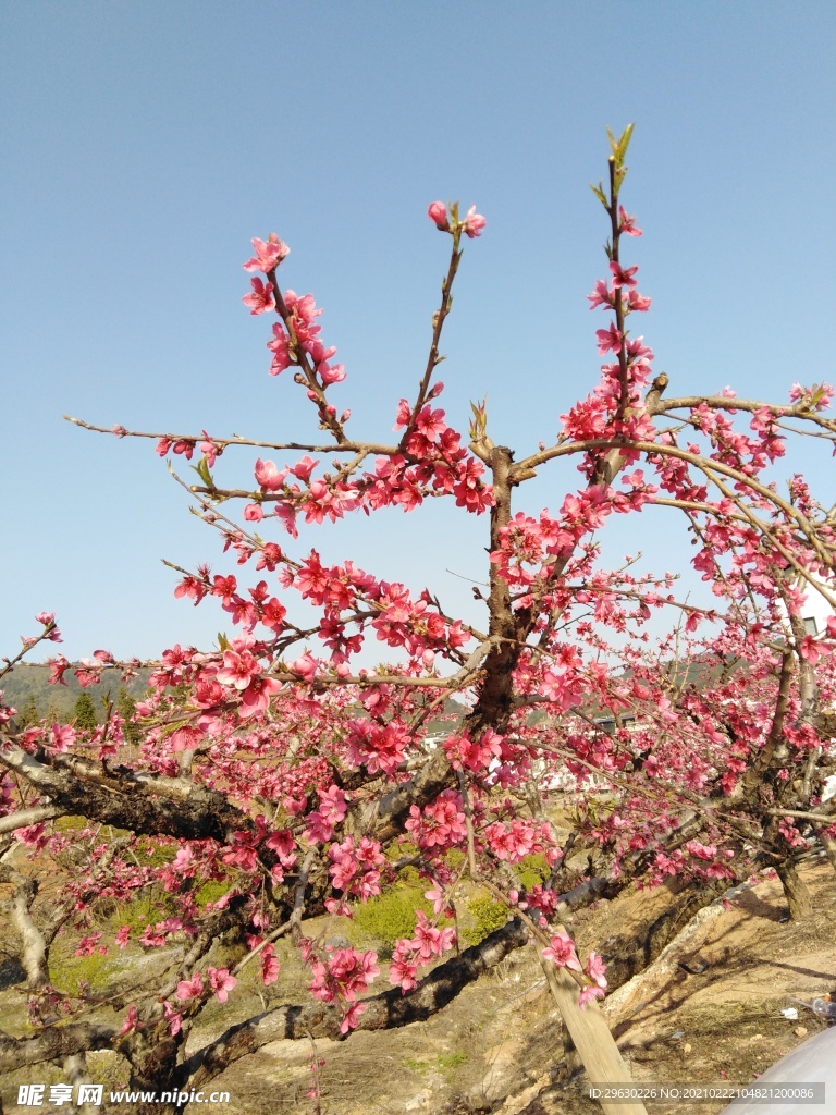 桃花