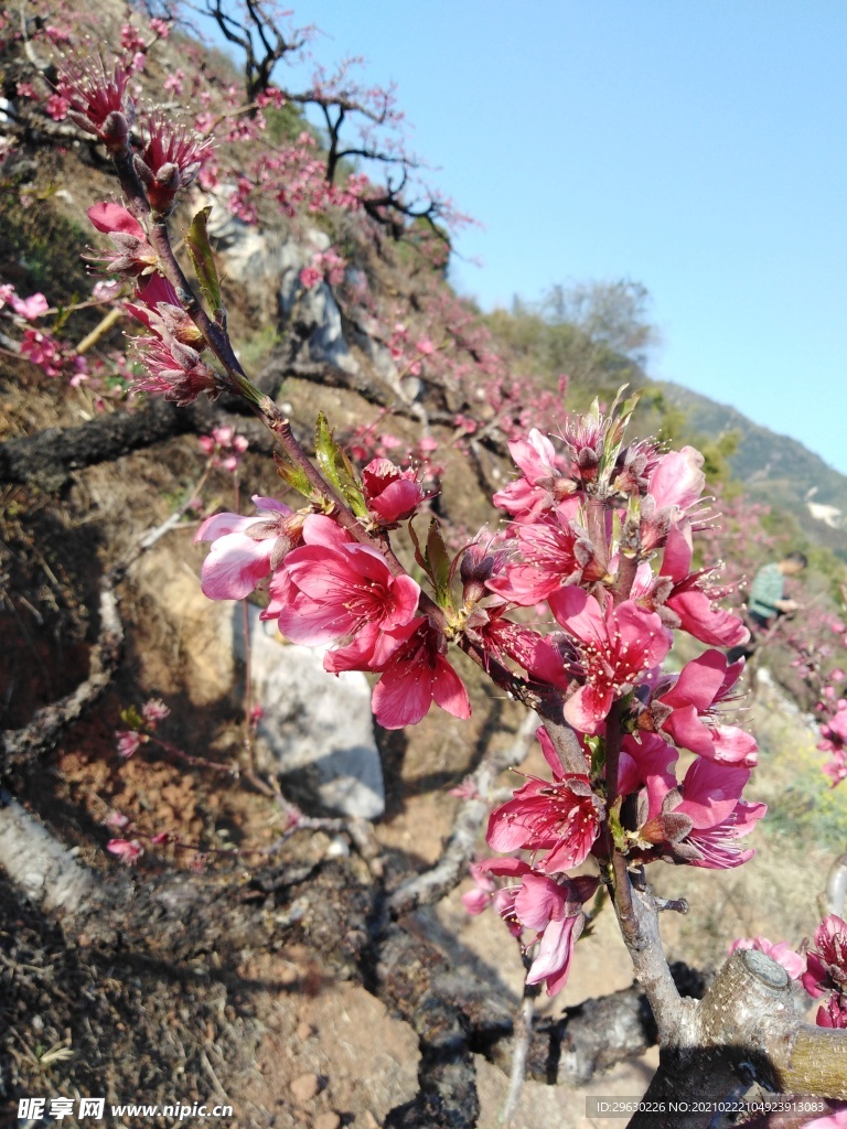桃花