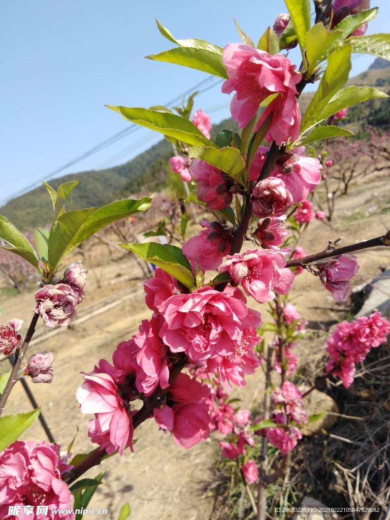 桃花