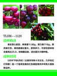美早樱桃