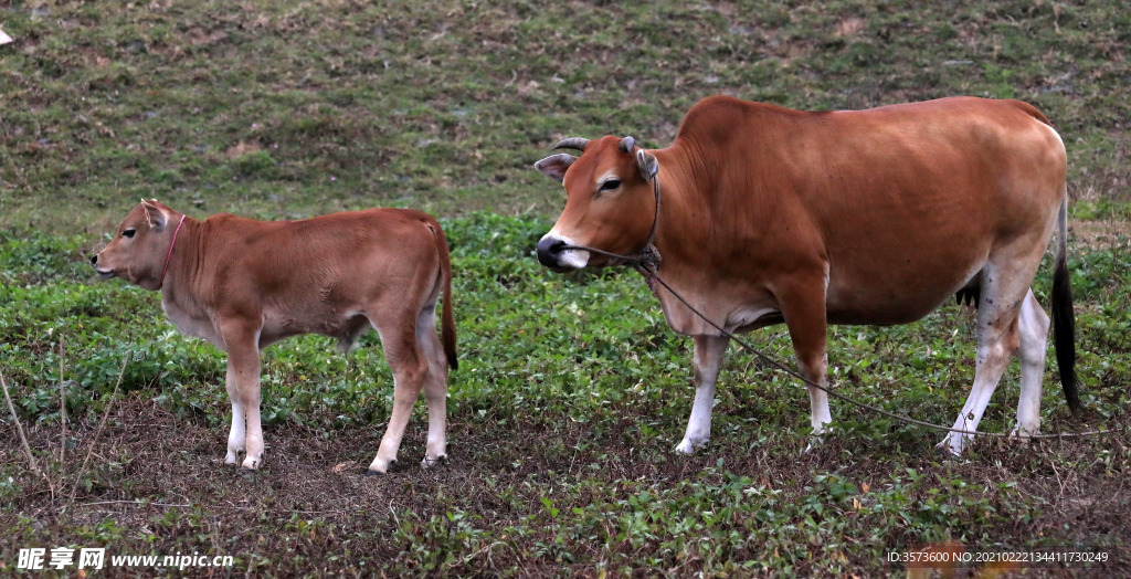 小牛和牛妈妈
