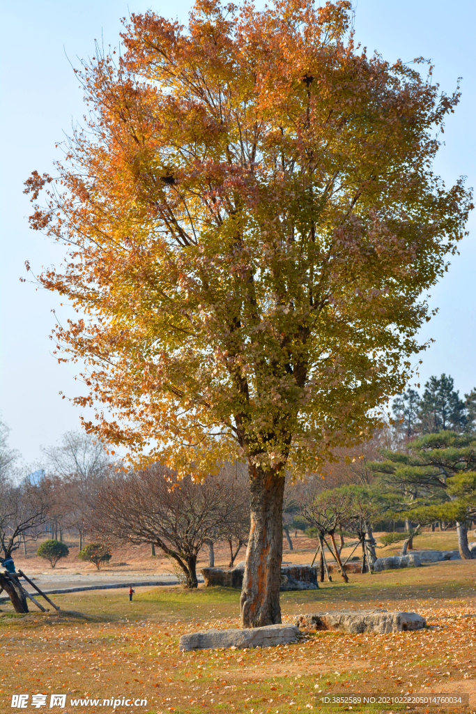 秋天黄色树
