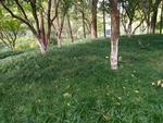 草丛