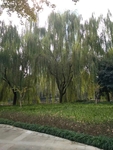 柳树