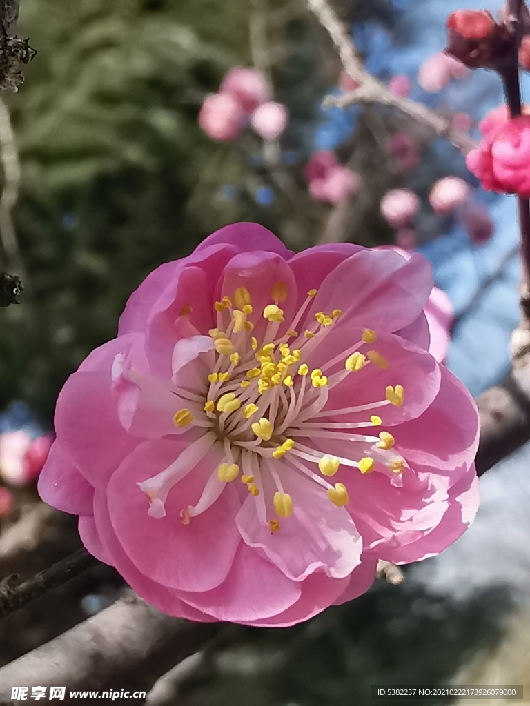 微距粉桃花朵朵