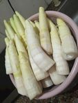 鲜笋